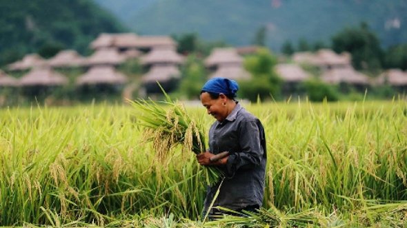 Mai Chau in the Ripe Rice Season: The Golden Beauty of the Northwest Mountains